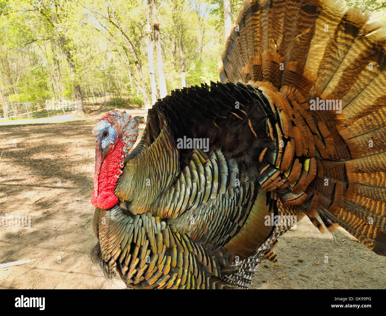 Wild Turkay, Woodlands Nature Station, Land Between The Lakes National Recreation Area, Grand Rivers, Kentucky, USA Stock Photo