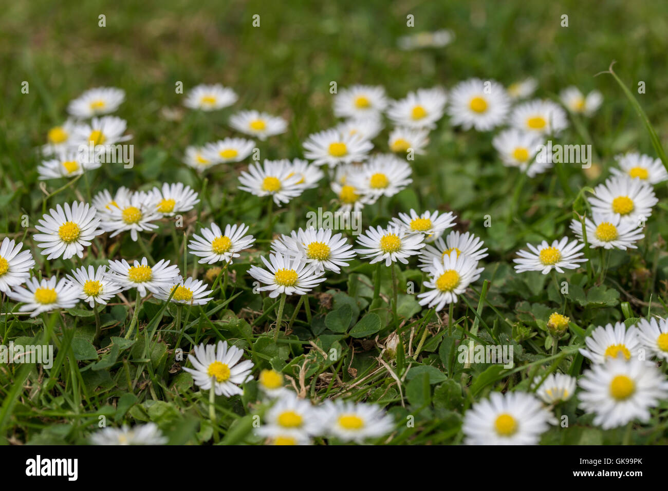 Daisy flowers growing in grass Stock Photo Alamy