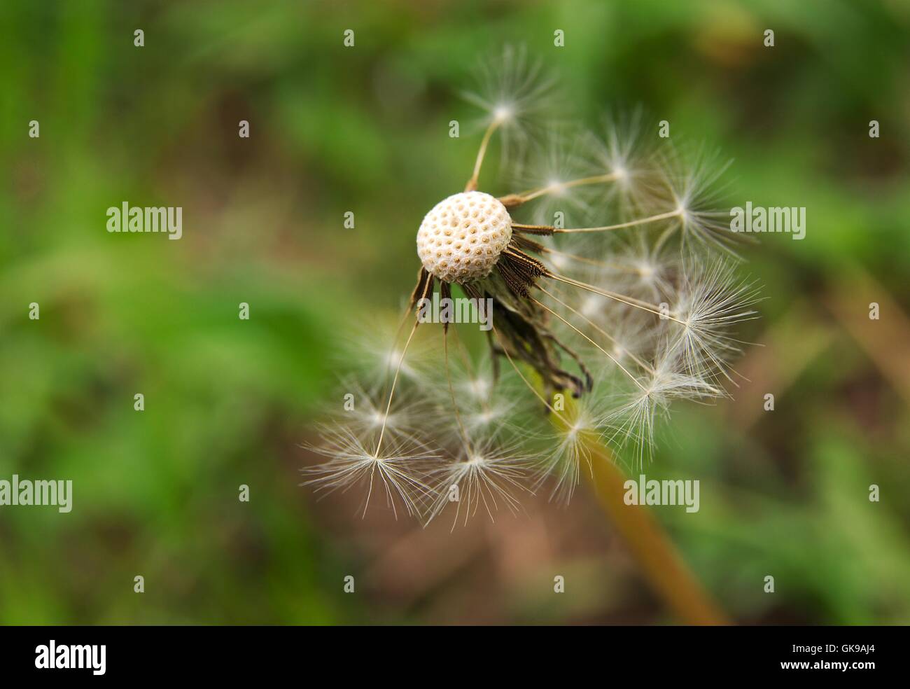 flower plant teeth Stock Photo Alamy