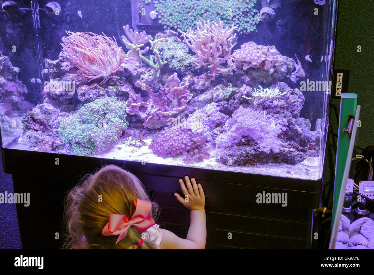 Florida,South,Gulf Coast,Bradenton,South Florida Museum,Parker Manatee Aquarium,natural history