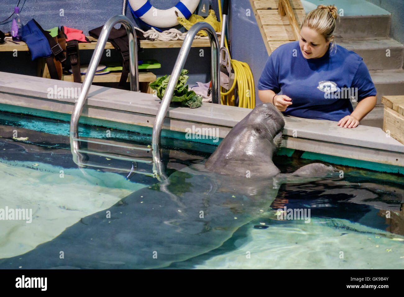 Florida,South,Gulf Coast,Bradenton,South Florida Museum,Parker Manatee Aquarium,natural history