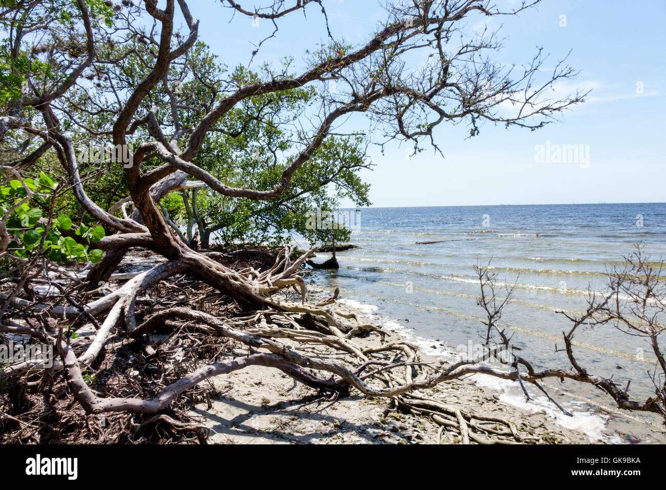 Bradenton Florida,Manatee River water,National Park Service,De Soto National Memorial,1539,Hernando de Soto landing,Spanish conquest,landmark,beach be Stock Photo