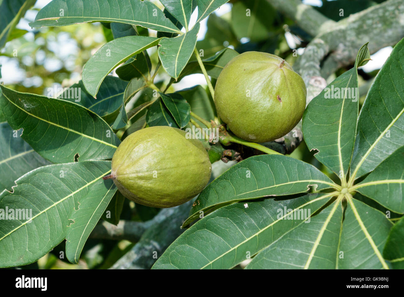 Bradenton Florida,Palma Sola Botanical Park,garden,passive public park,protected microclimate,cultivation,plant collection,fruit tree,Malabar chestnut Stock Photo