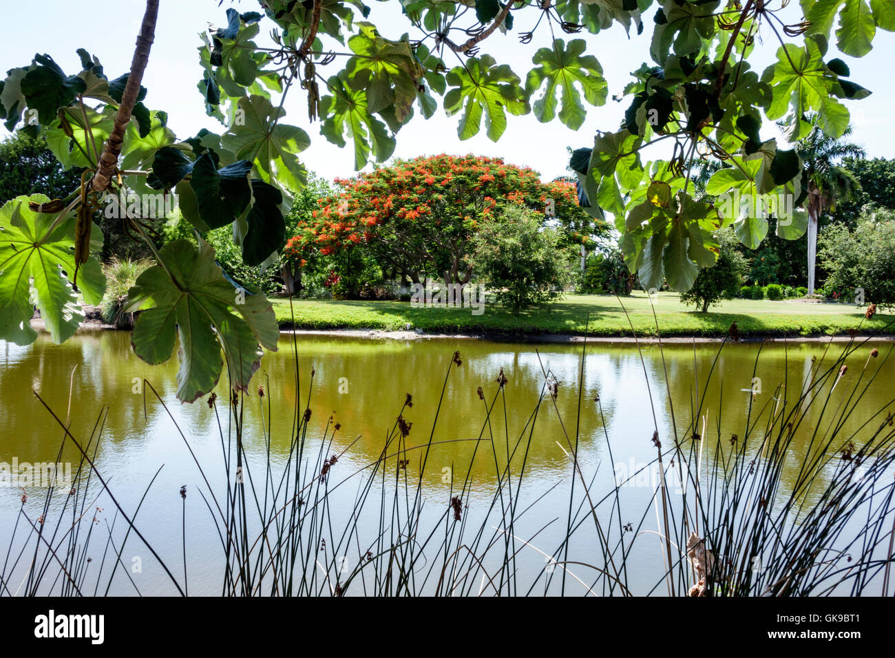 Bradenton Florida,Palma Sola Botanical Park,garden,passive public park,protected microclimate,cultivation,plant collection,lake,Royal Poinciana,flower Stock Photo