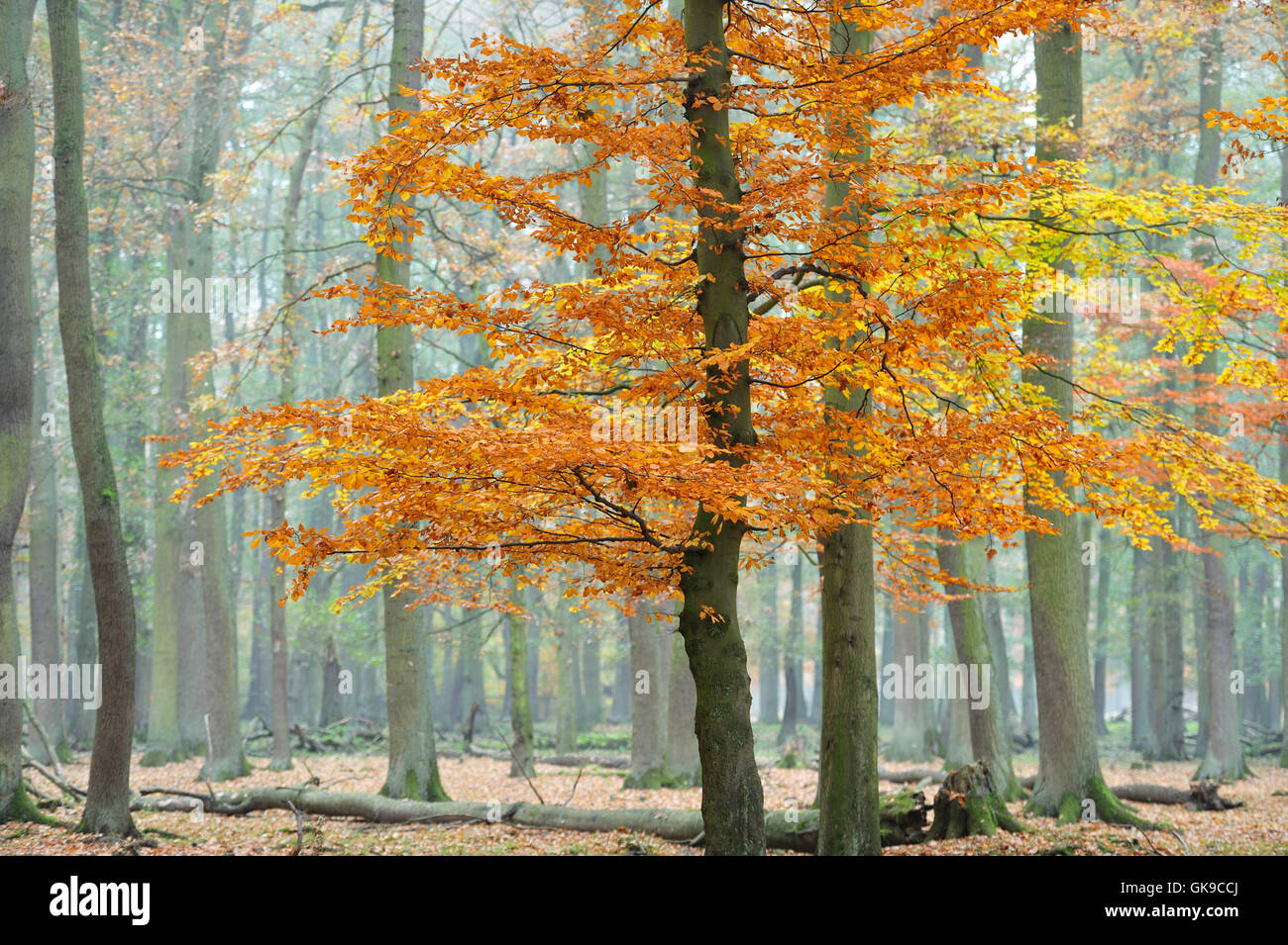 autumn in wisentgehege forest,springe,germany. Stock Photo