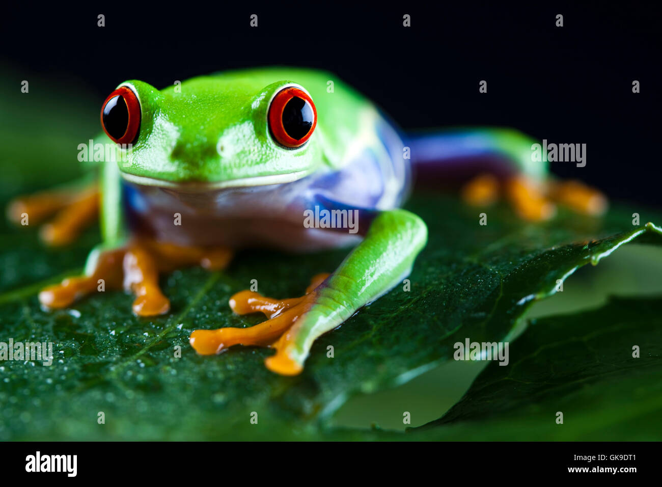 animal pet amphibian Stock Photo - Alamy