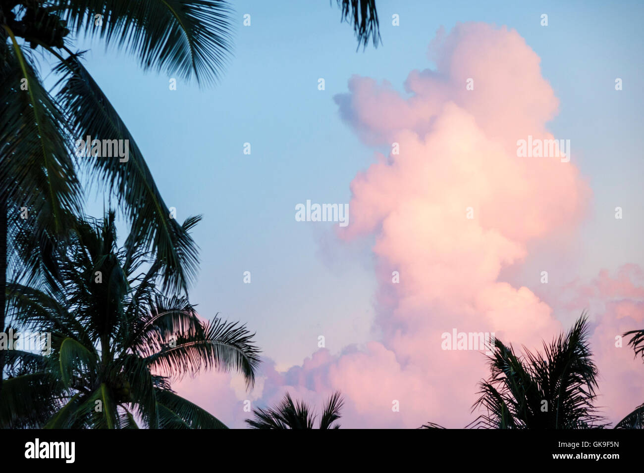 Miami Beach Florida,South Beach,Atlantic Ocean water,oceanfront,Lummus Park,coconut palm,frond,cloud clouds,cumulonimbus,pink,lighting,visitors travel Stock Photo