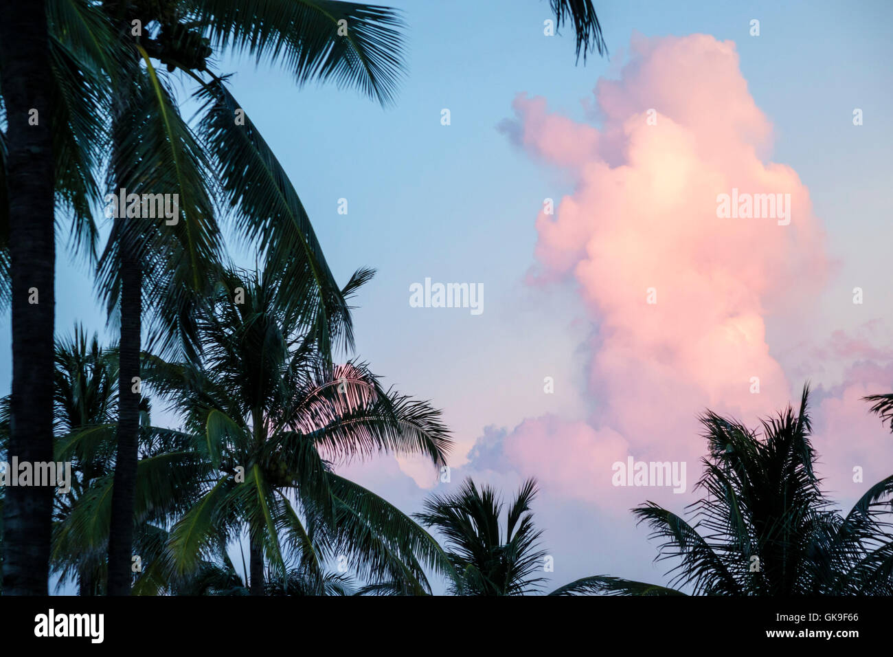 Miami Beach Florida,South Beach,Atlantic Ocean,oceanfront,Lummus Park,coconut palm,frond,cloud,cumulonimbus,pink,lighting,FL160705032 Stock Photo