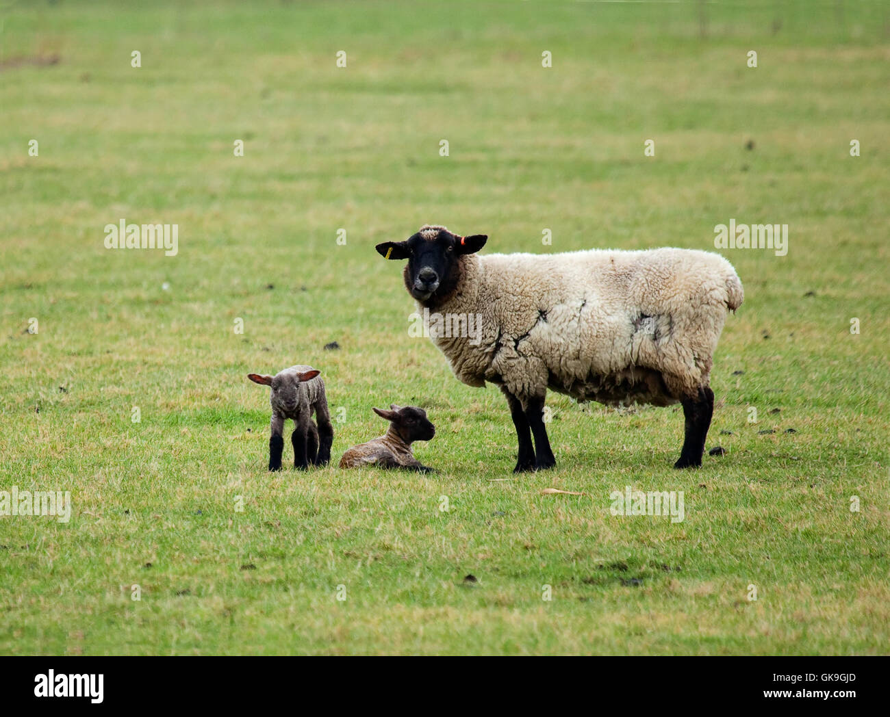 female animal sheep Stock Photo