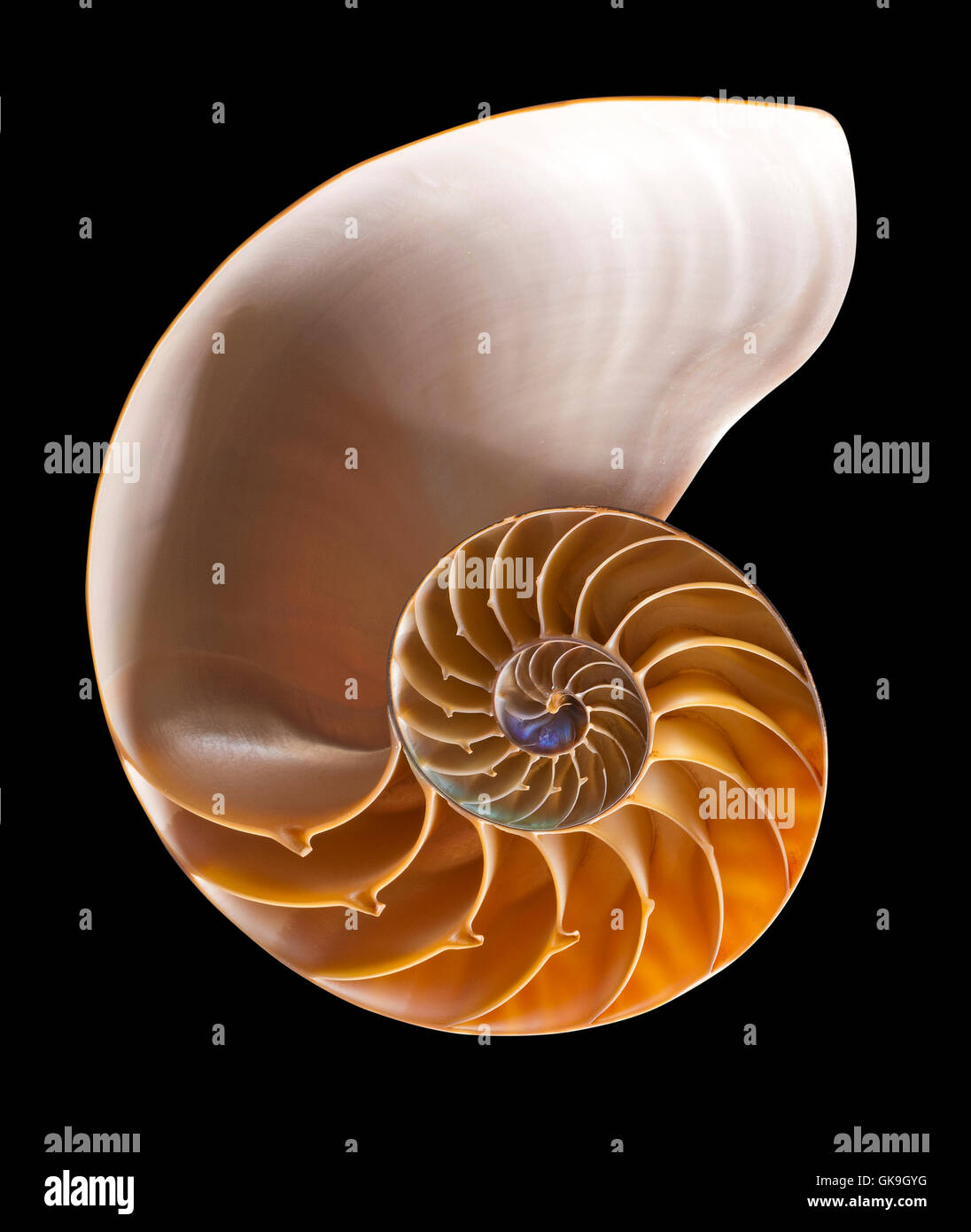 shell spiral snail Stock Photo Alamy