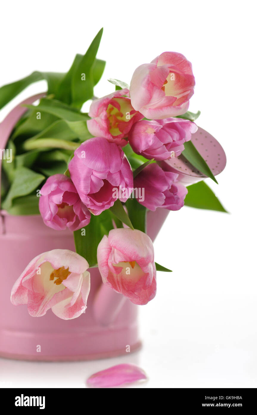 flower plant spring Stock Photo - Alamy