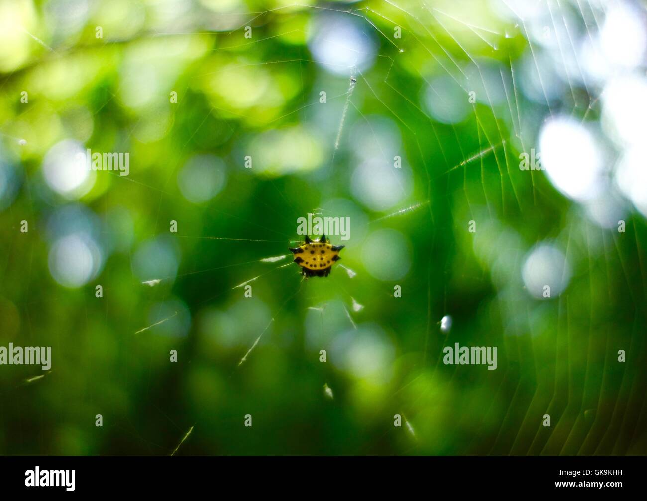 Close up of a yellow crab spider on it's web in a forest. Stock Photo