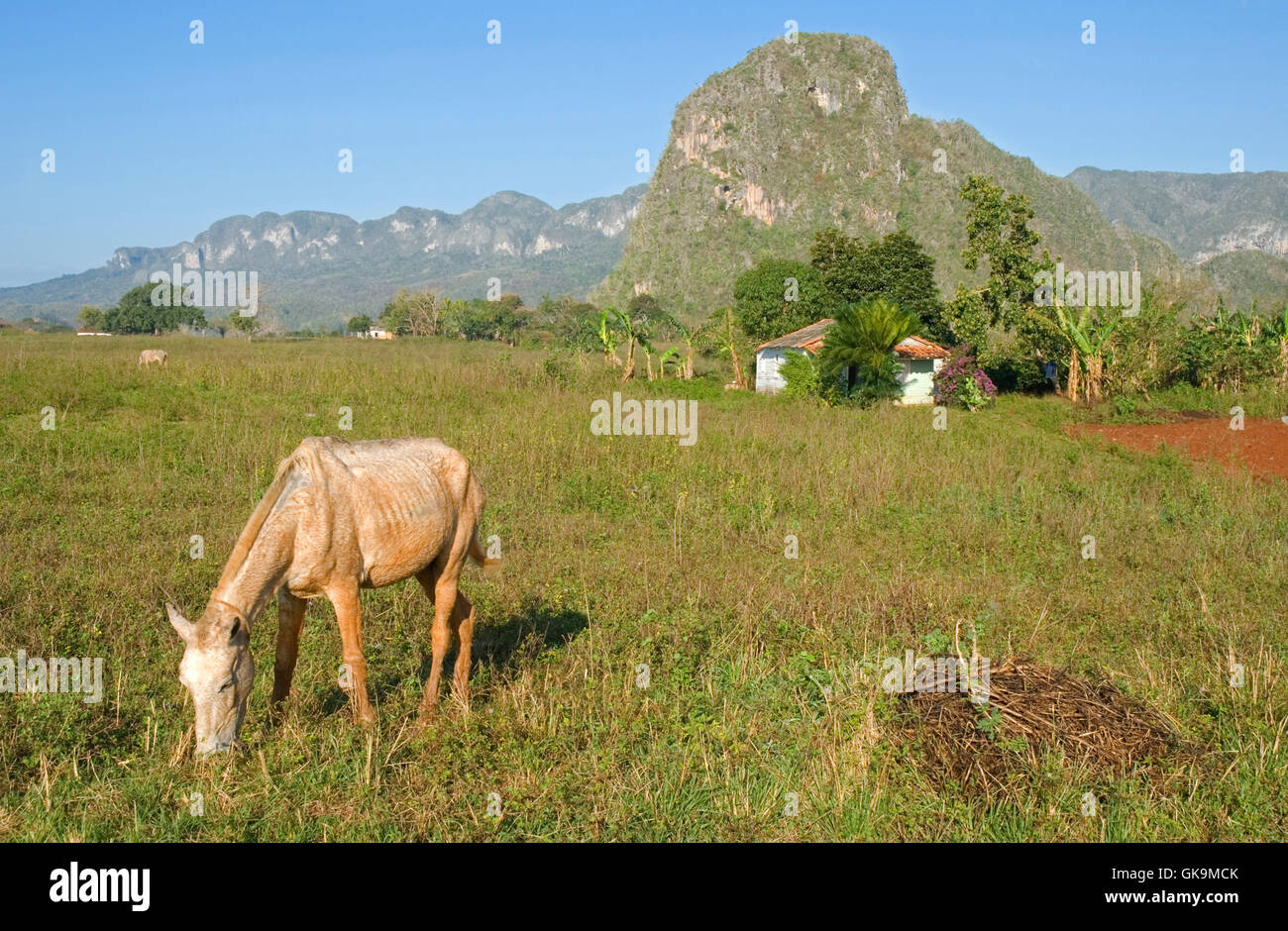Plantation field and horse hires stock photography and images Alamy