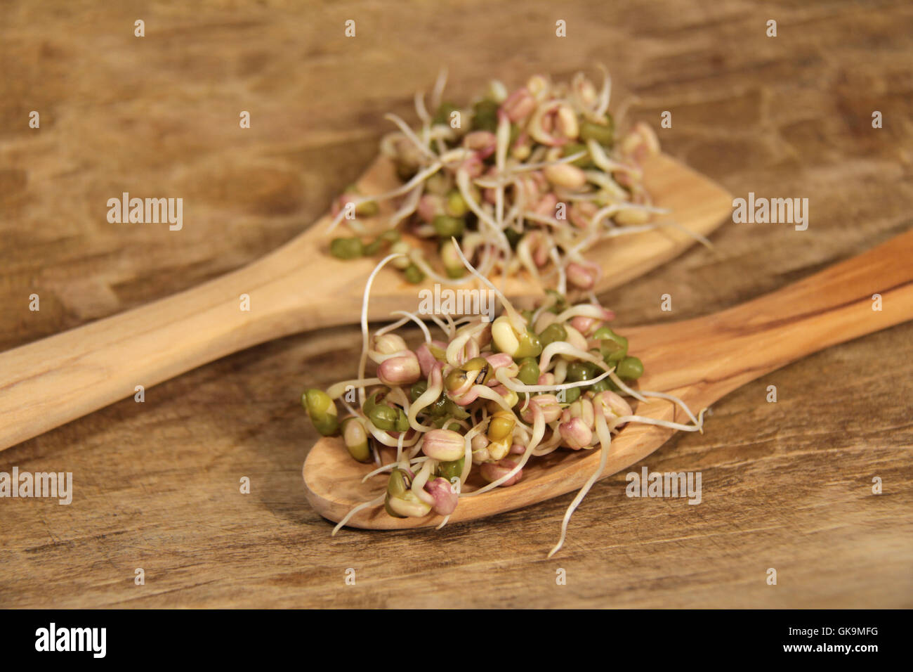 germinating mung beans Stock Photo