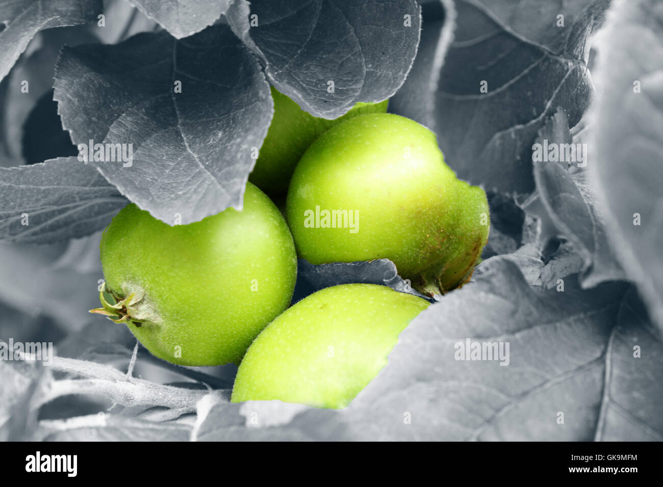 garden green leaves Stock Photo - Alamy