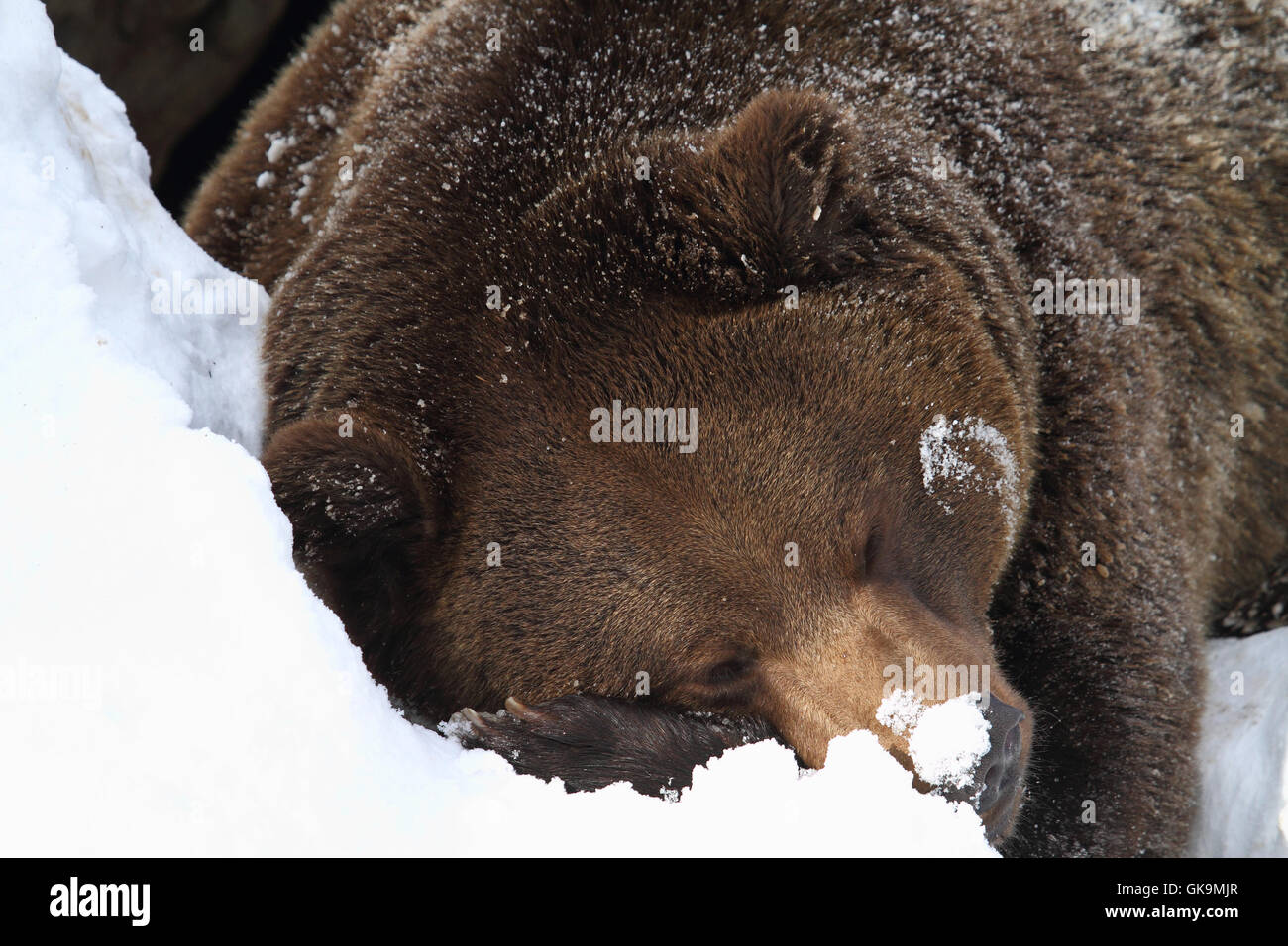 hibernation Stock Photo
