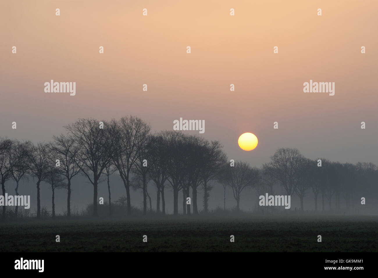 Atmospheric sunrise above a small rural avenue, alley on a hazy morning somewhere in Germany. Stock Photo