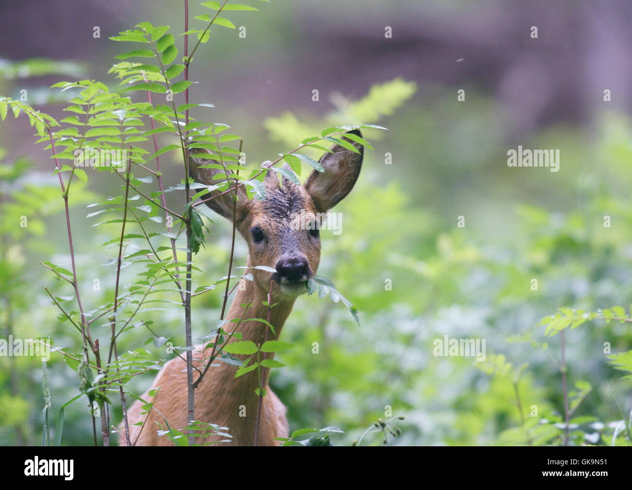 roe glade roe Stock Photo