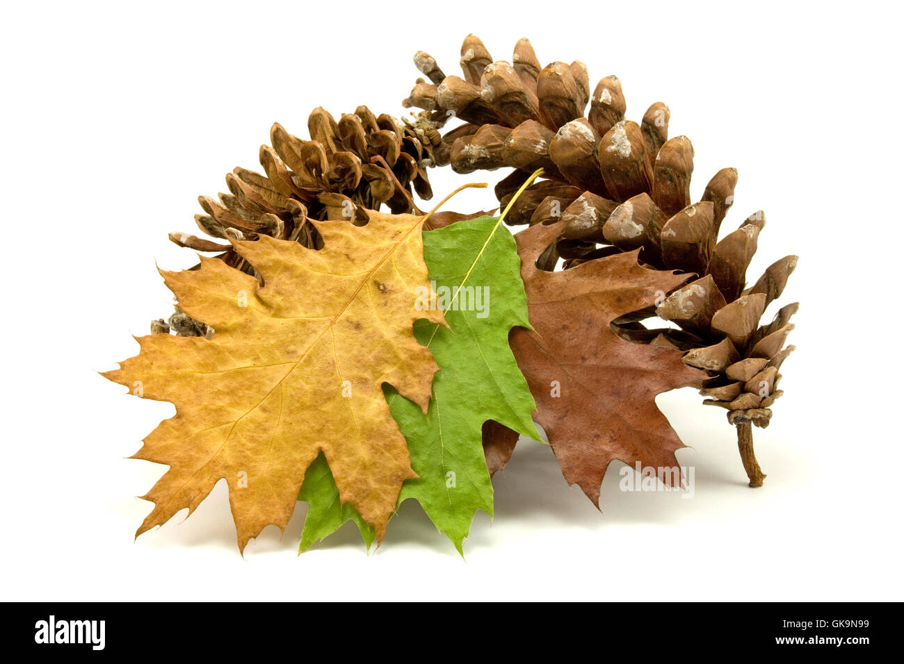 leaf pine cone Stock Photo