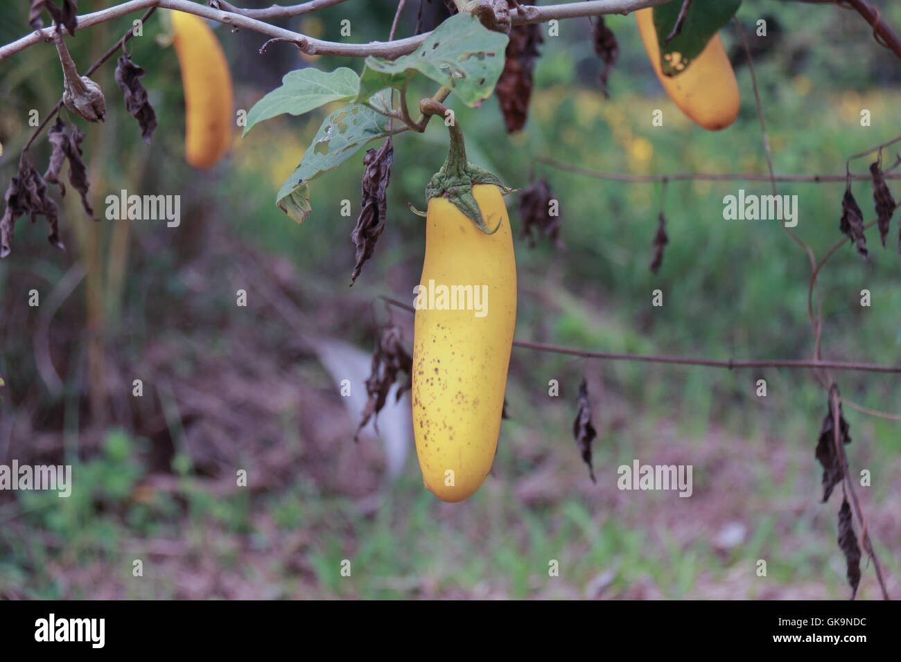 Yellow fruit eggplant crops Stock Photo Alamy