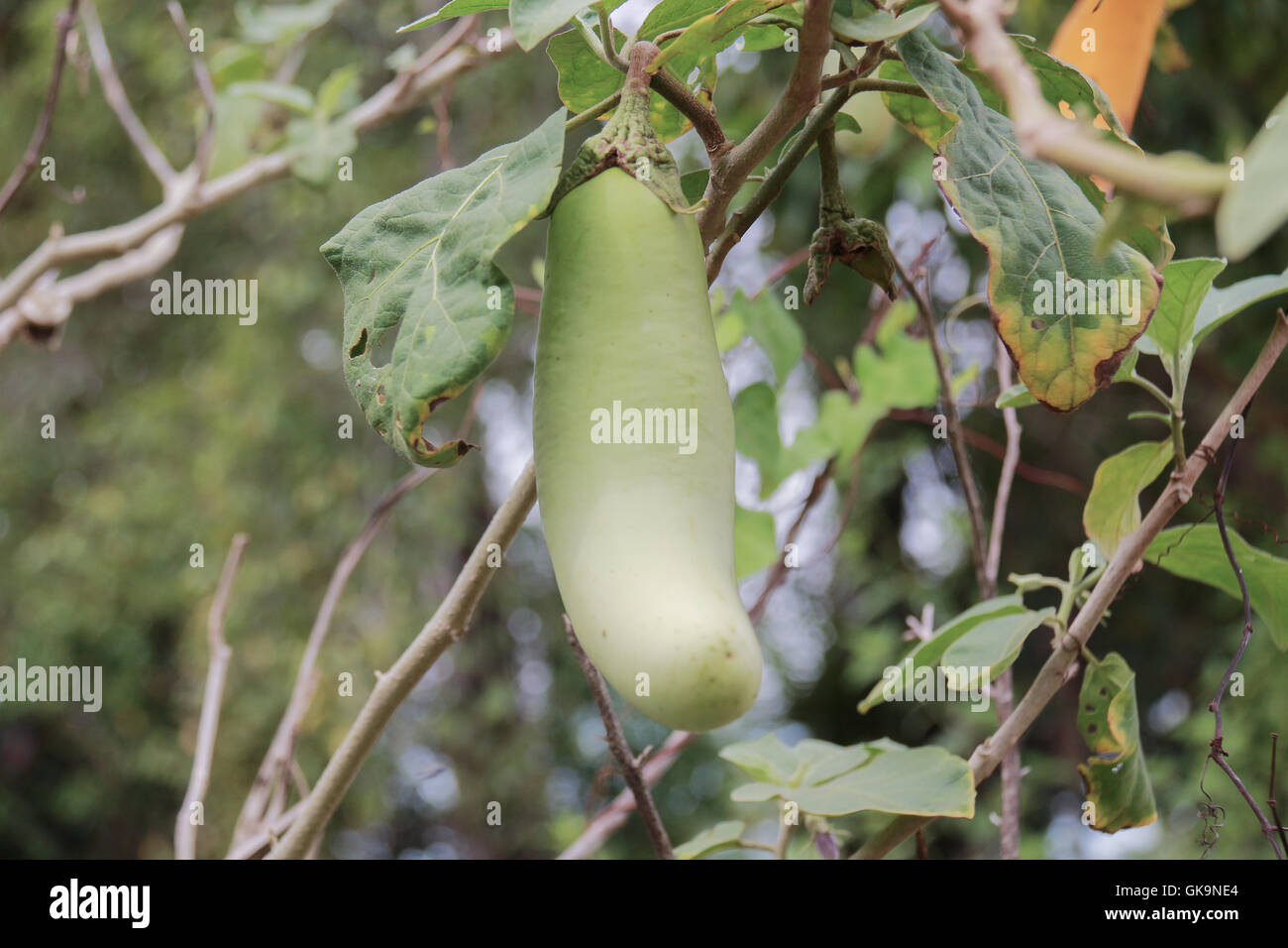 Fruit, green eggplant Stock Photo Alamy