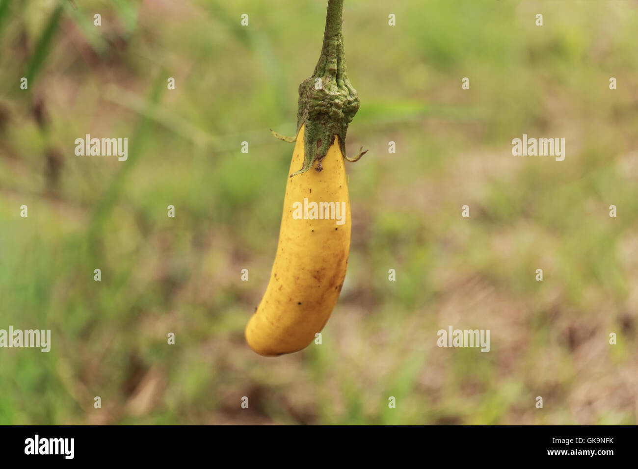Yellow eggplant focus on results Stock Photo