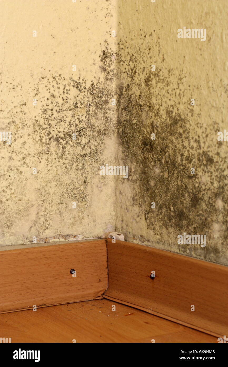 Mold In Corner Of Room Stock Photo Alamy