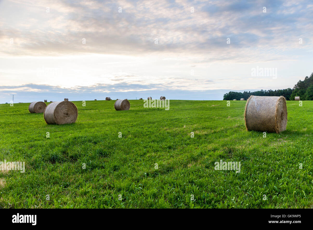 Round bales of hay in a field at sunset Stock Photo - Alamy