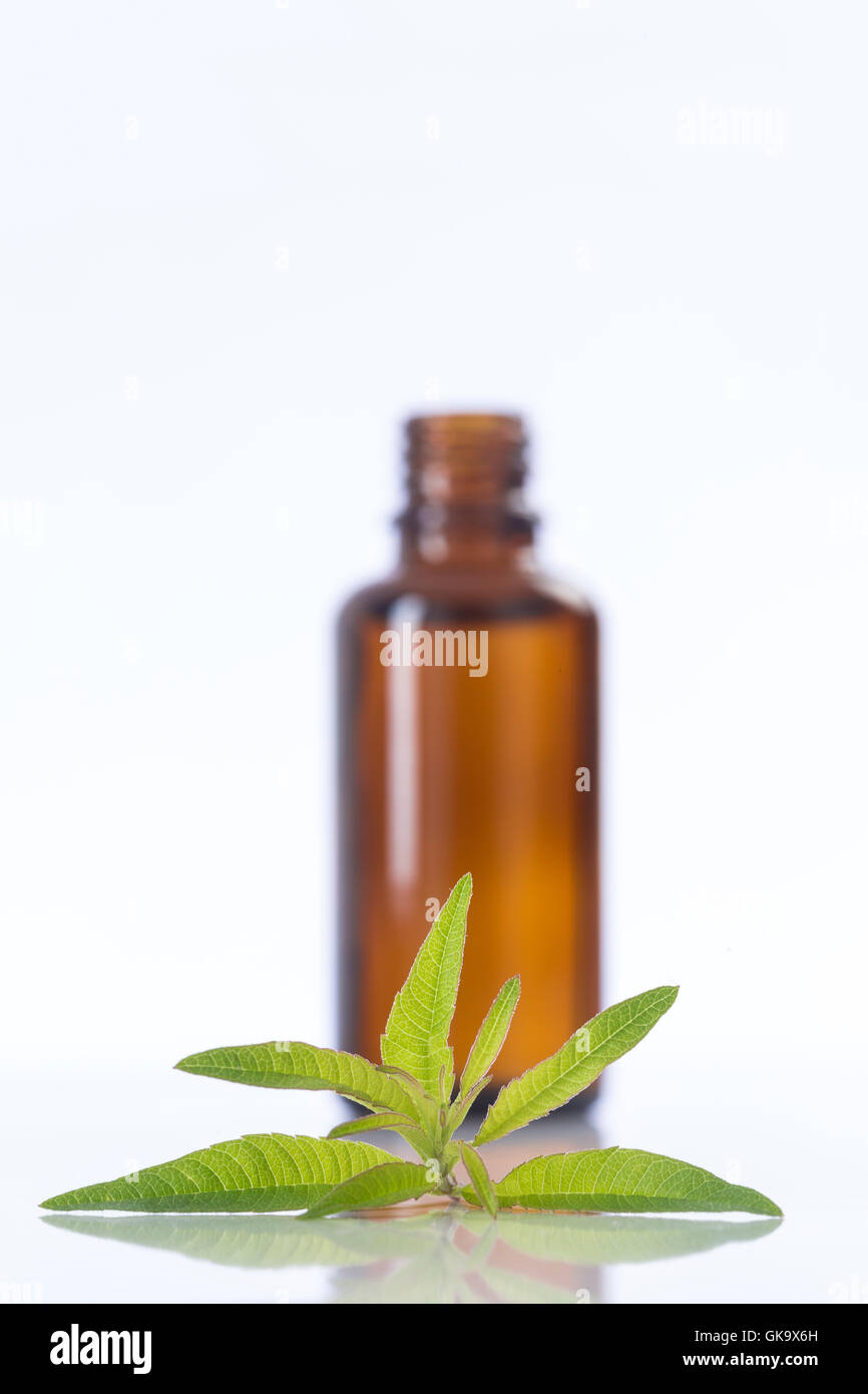 lemon vervain , verbena essential oil naturopathy Stock Photo Alamy