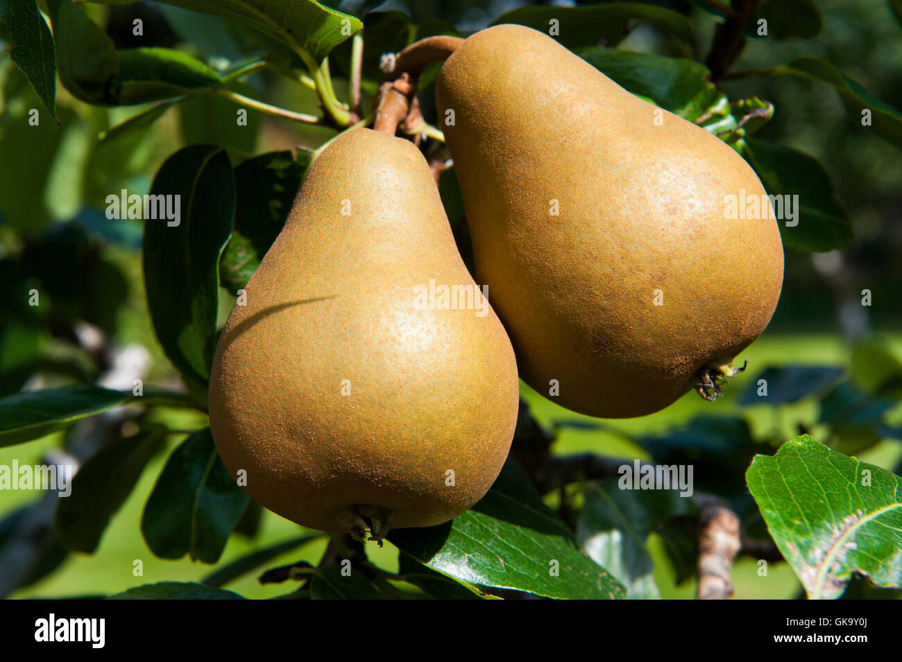 Two tasty fresh pears growing on the tree Stock Photo