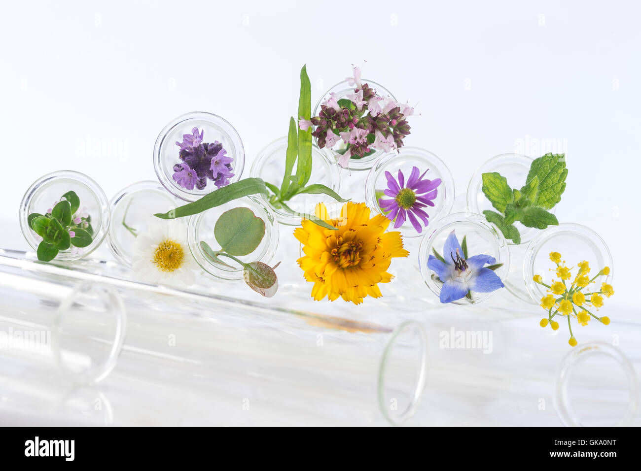 Flowers in testtubes isolated on white Stock Photo Alamy
