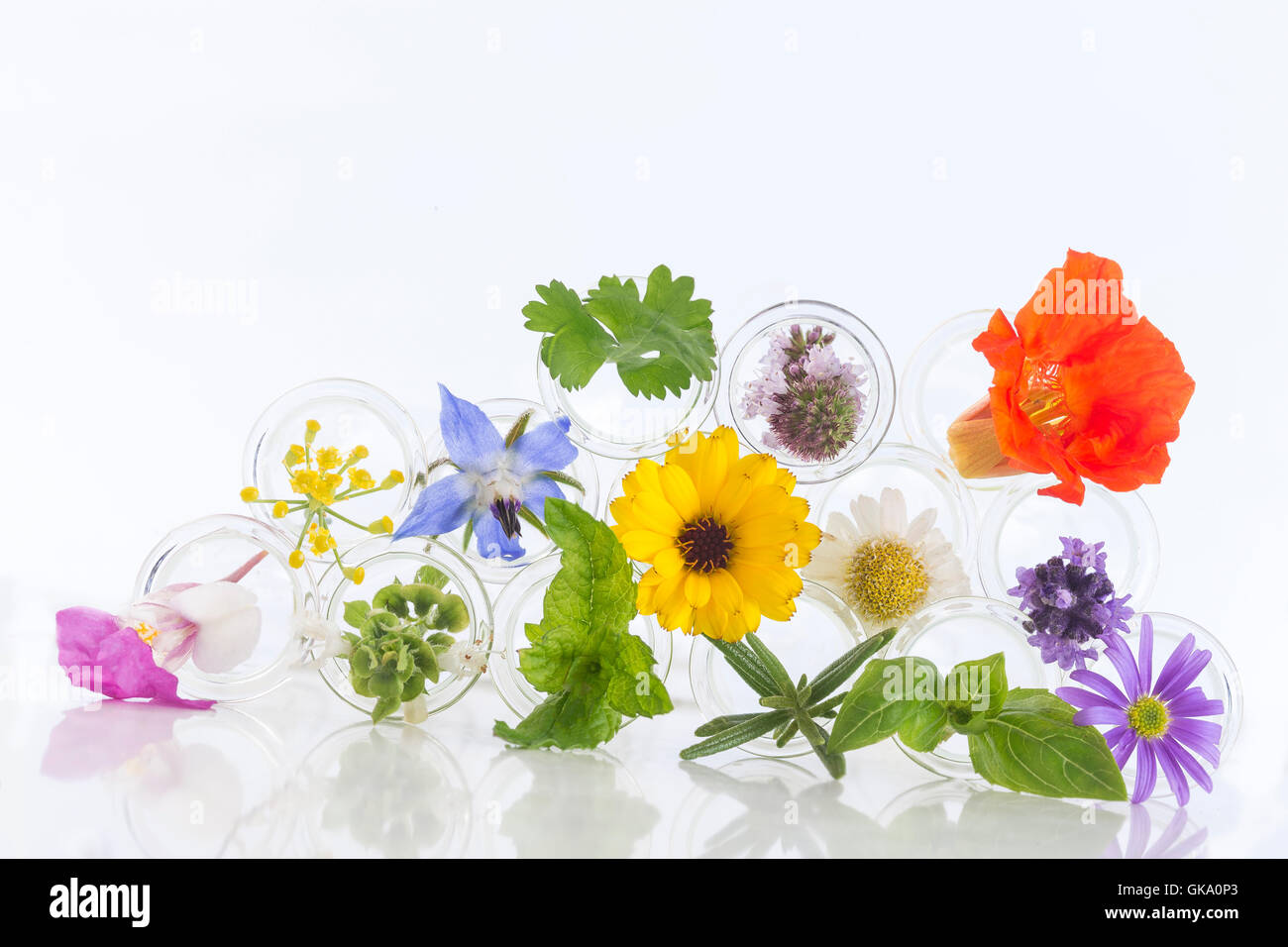 Flowers in testtubes isolated on white Stock Photo Alamy