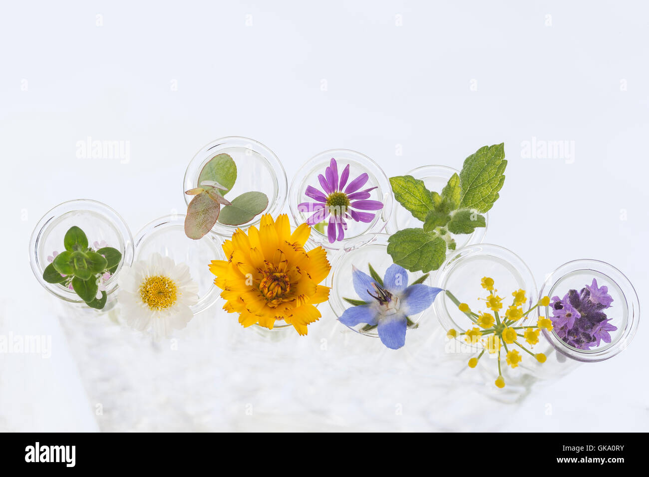 Flowers in testtubes isolated on white Stock Photo Alamy