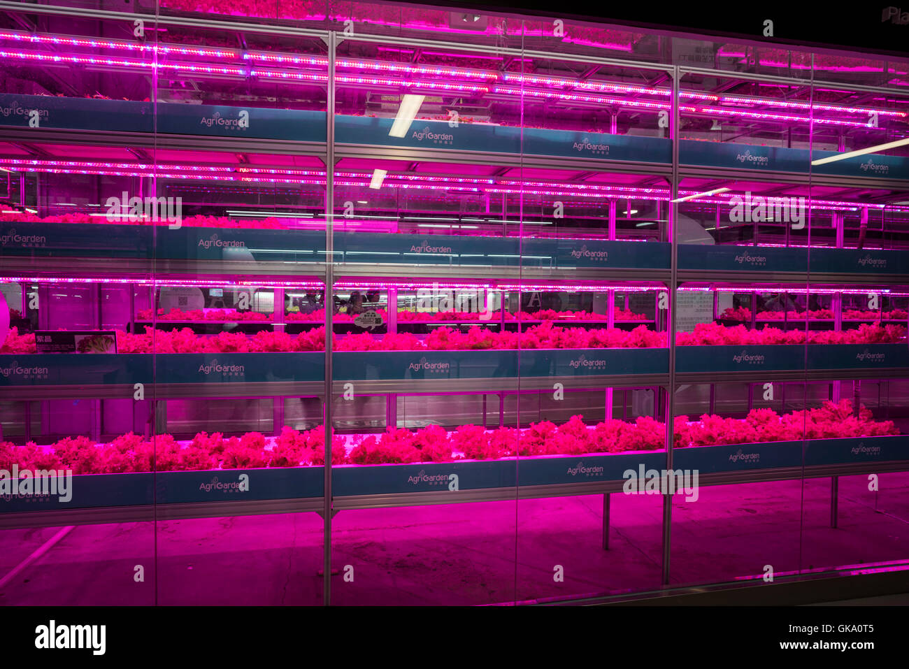 Green seedlings in the greenhouse of the line, in the fertile soil