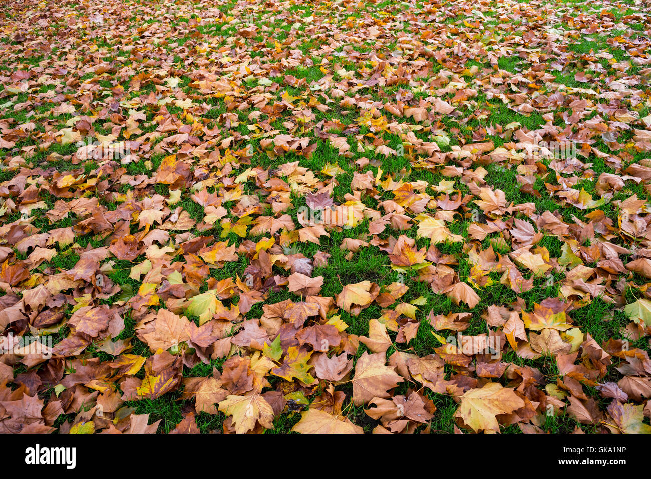 Yellow leaves on the ground Stock Photo - Alamy