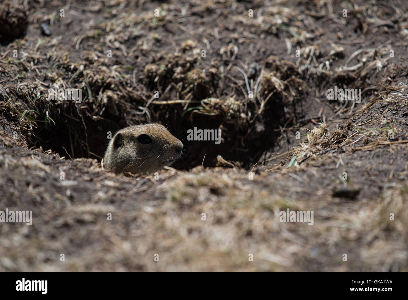 Richardson's Ground Squirrel peeks out of its hole Stock Photo