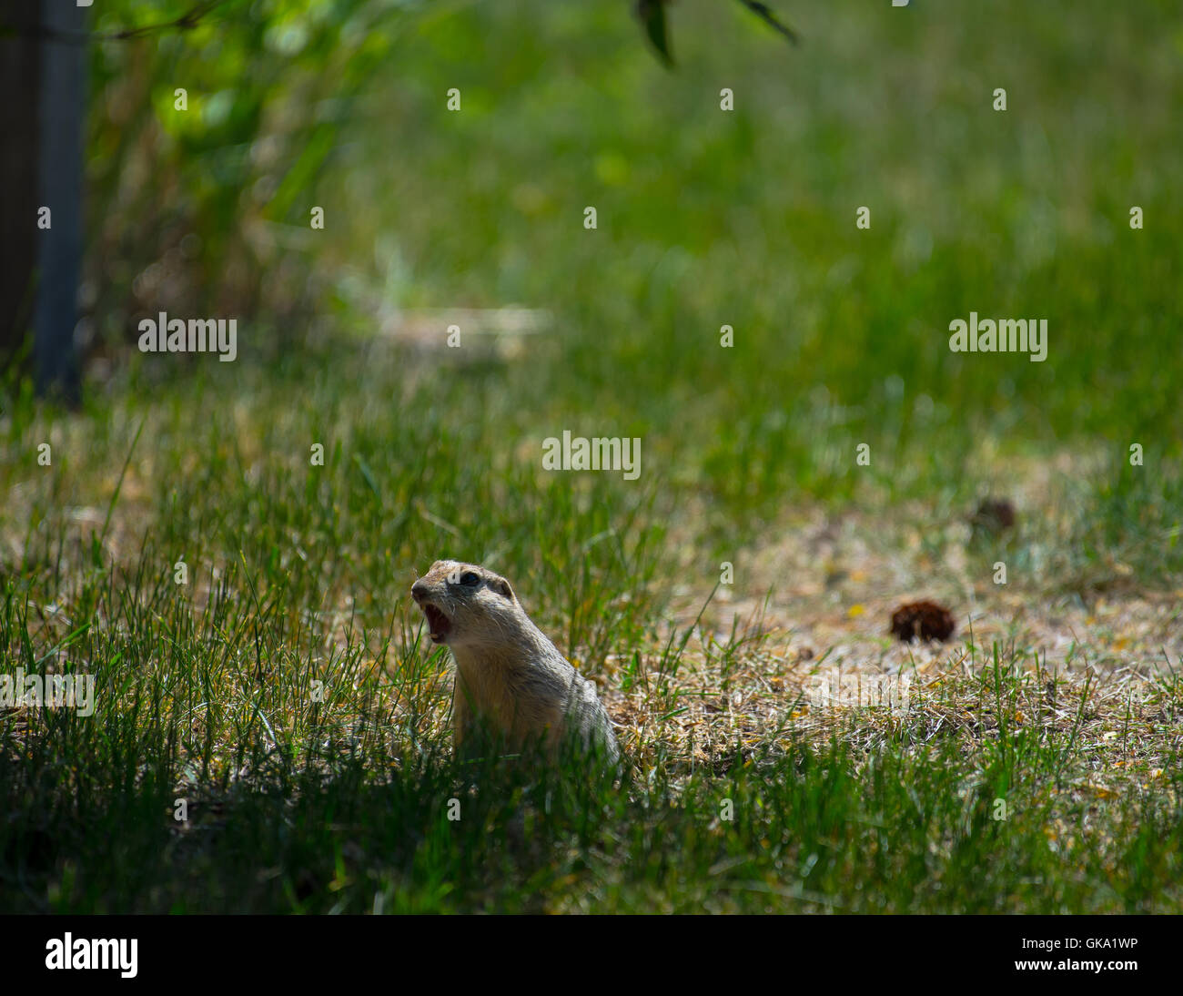 Richardson's Ground Squirrel makes its call Stock Photo