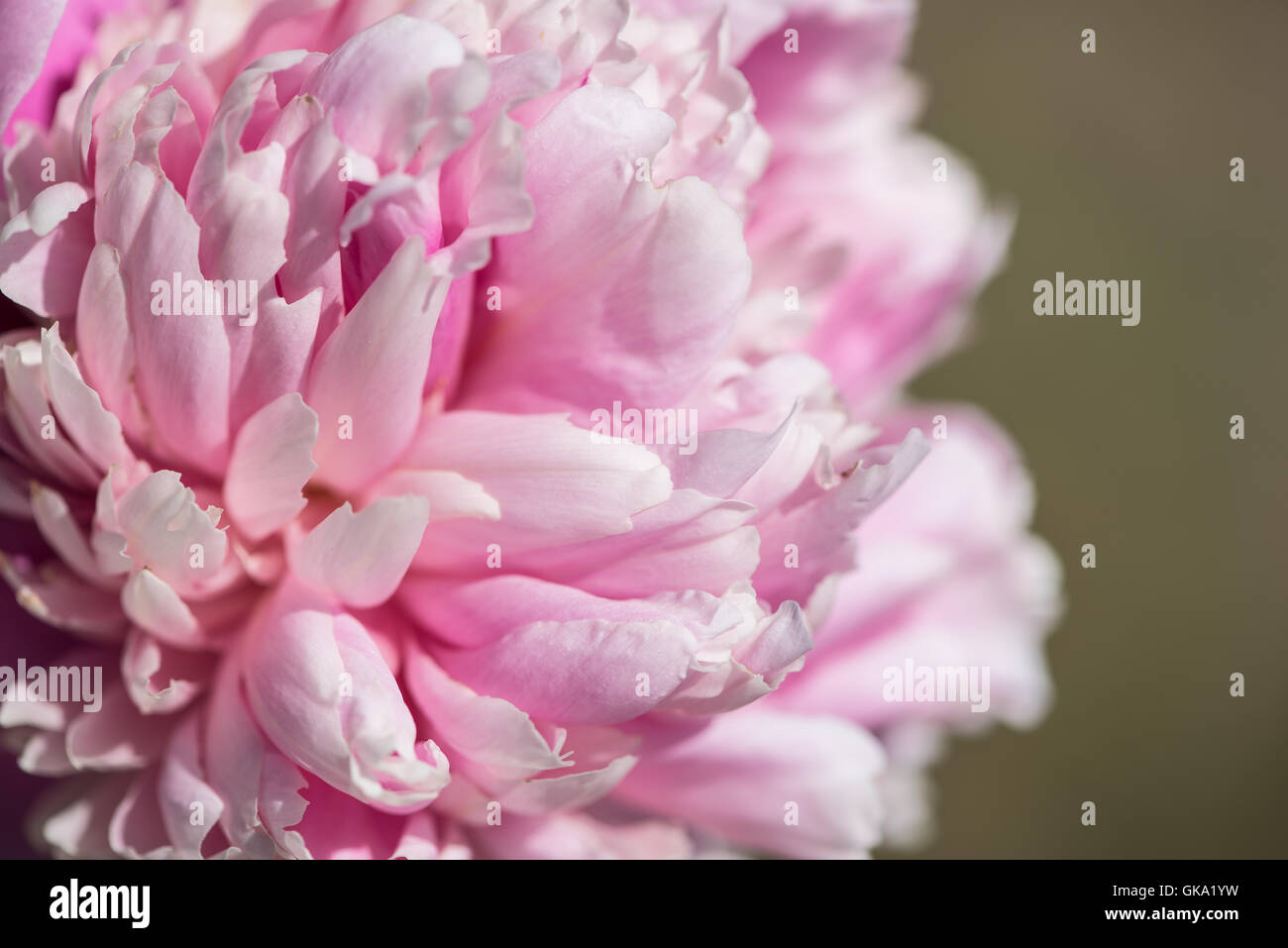 Flower from Riley Park Rock Gardens in Calgary, Alberta, Canada Stock
