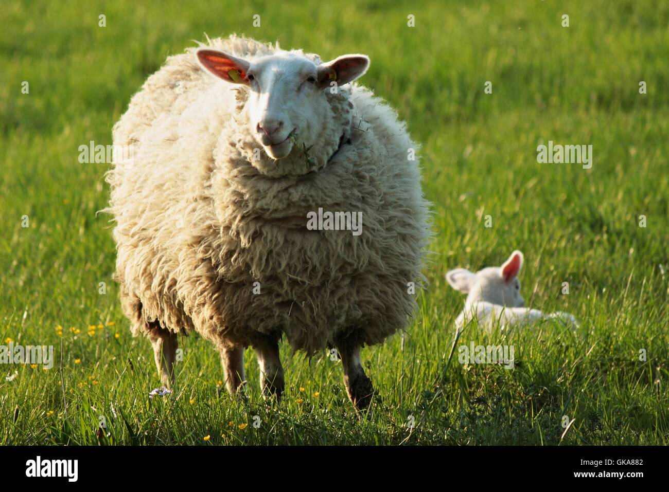 mother sheep and baby sheep Stock Photo