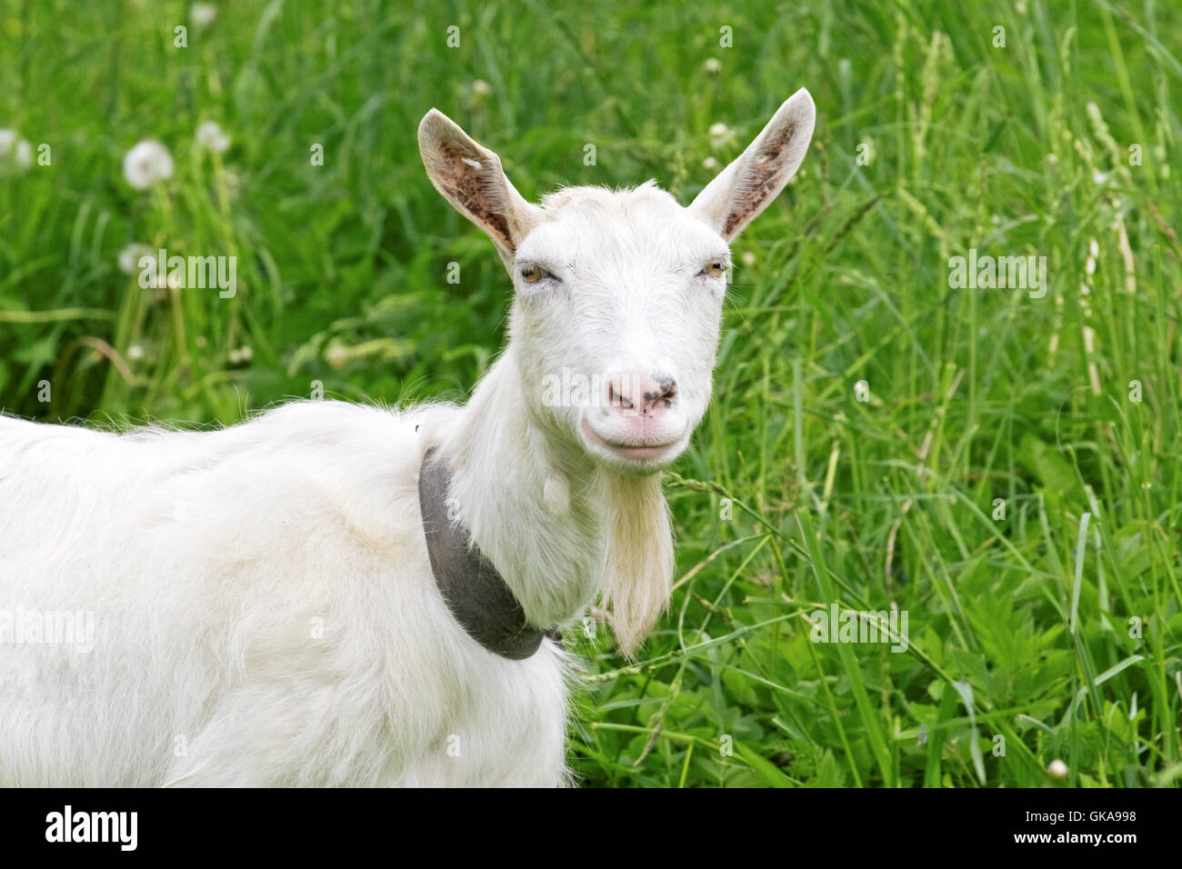 animal mammal agriculture Stock Photo