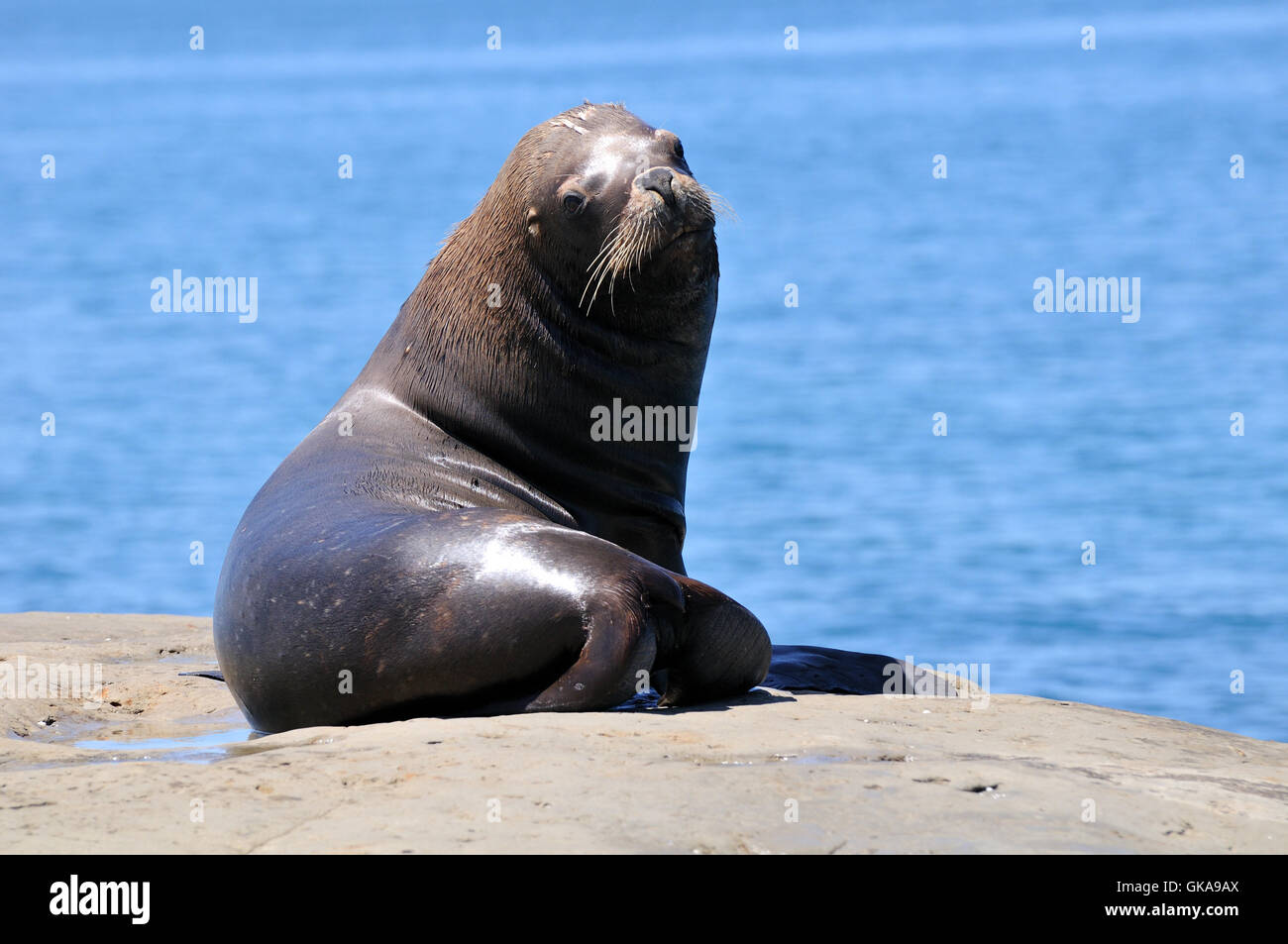 sea lion,peninsula valdes Stock Photo