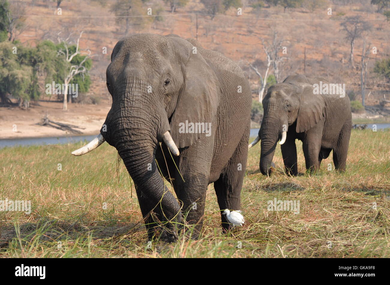 national park africa elephant Stock Photo