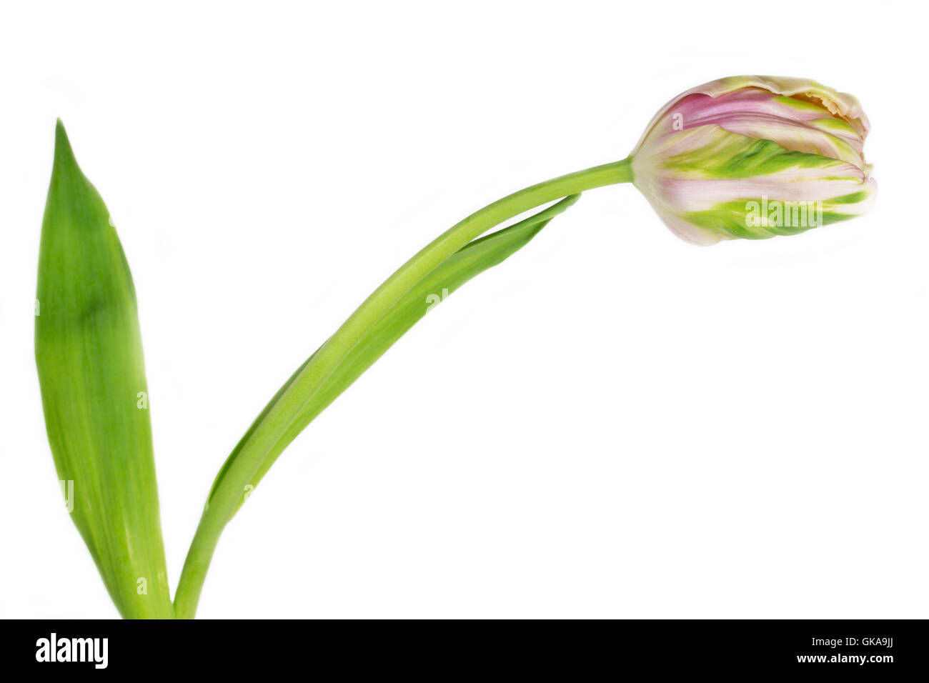 pink parrot tulip on white background Stock Photo
