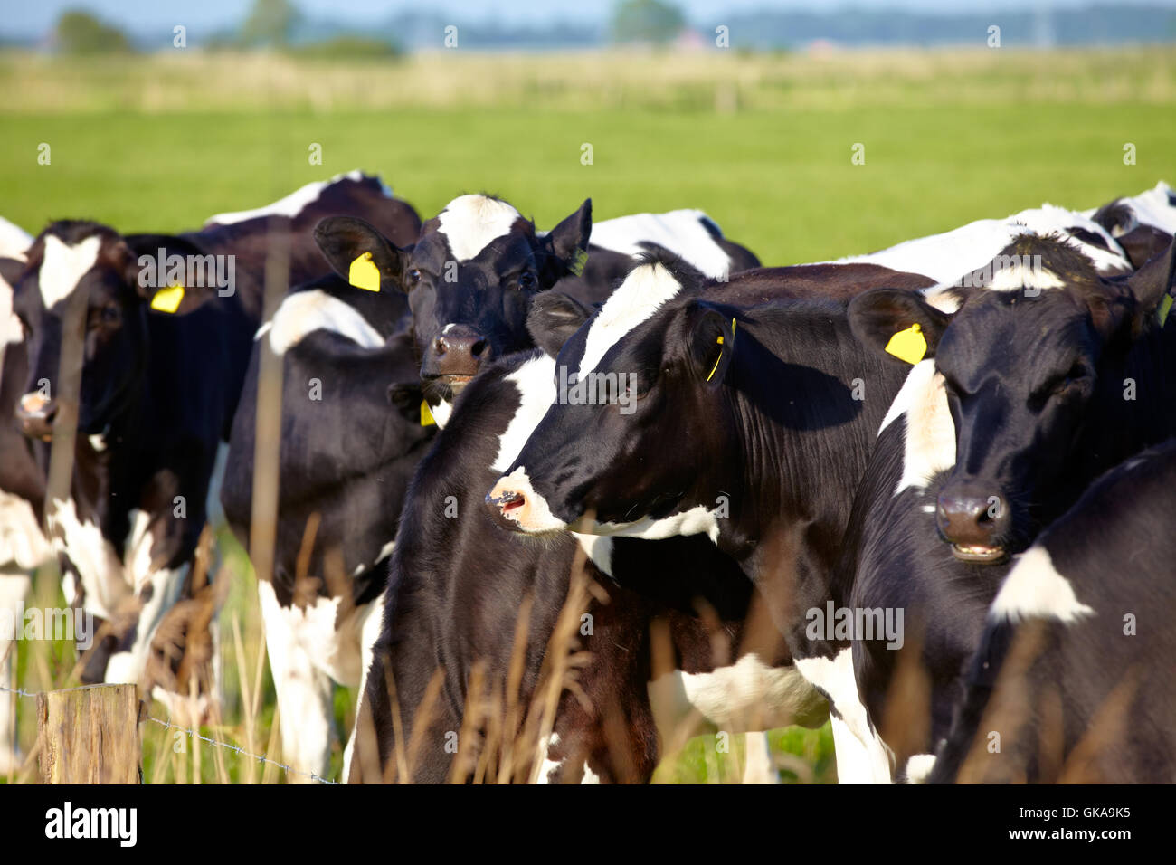 young cattle with ear tags on green pasture Stock Photo