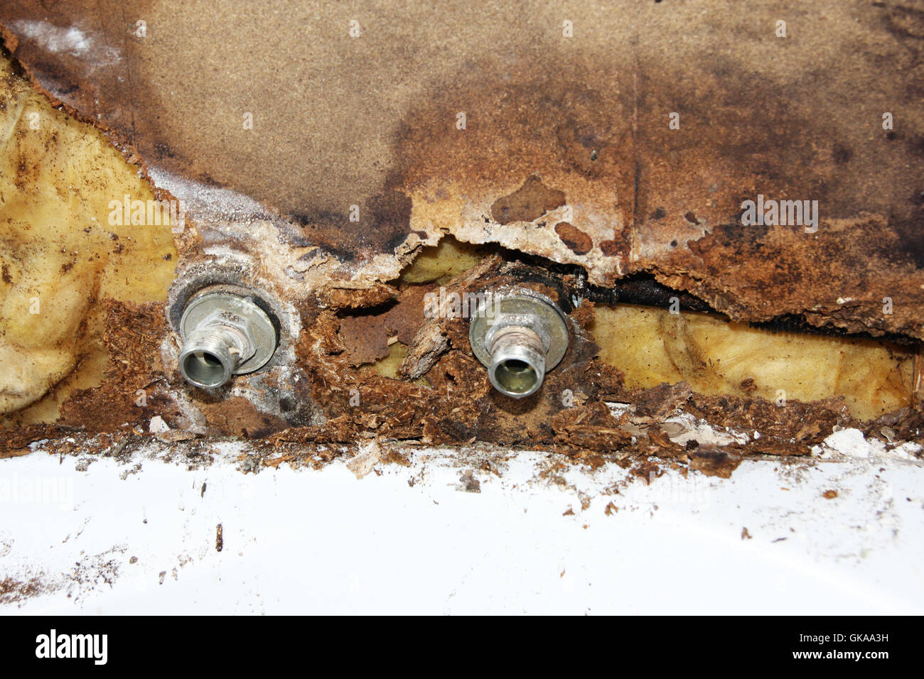 Bath fungus hires stock photography and images Alamy