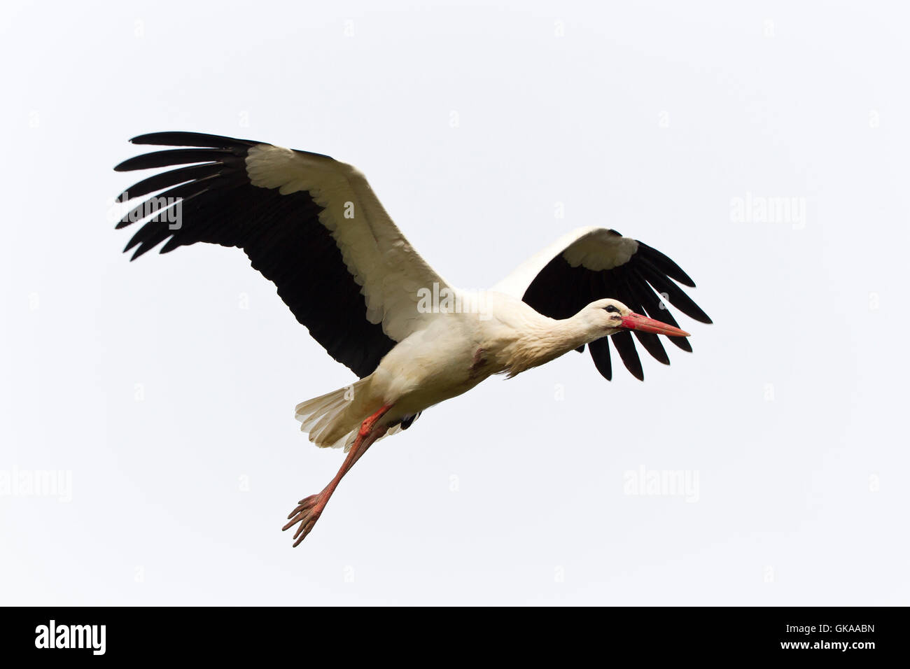 white stork (ciconia ciconia) Stock Photo