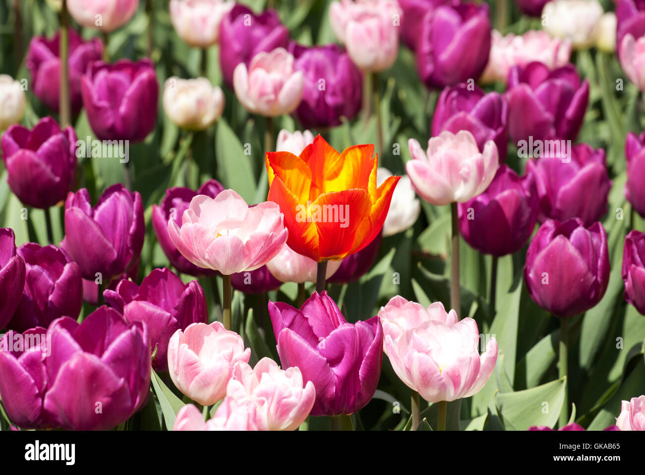orange tulip in purple flower bed Stock Photo