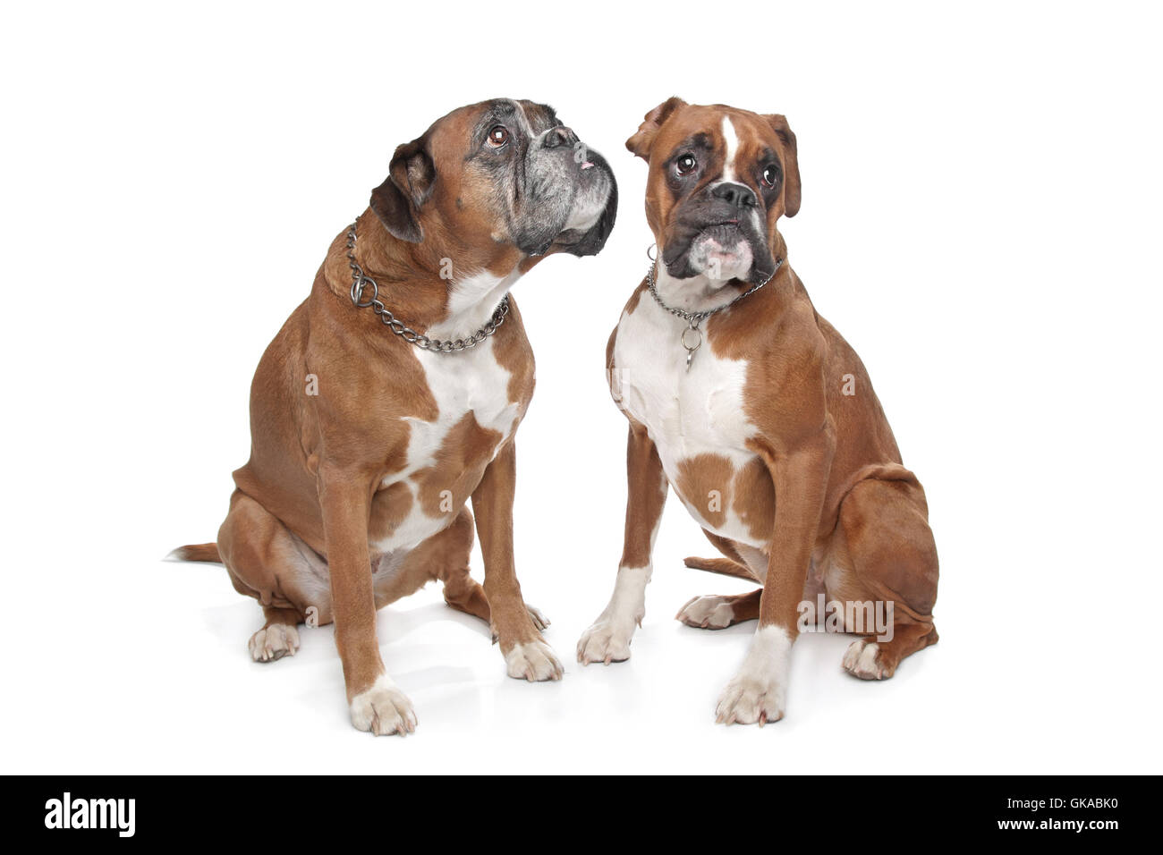 Fawn and white boxer dog hi-res stock photography and images - Alamy