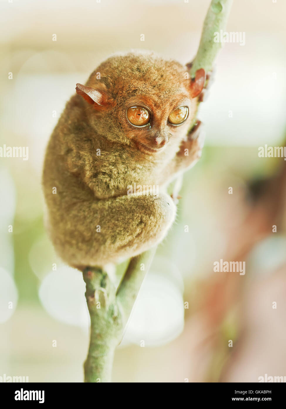 Big eyed monkey hi-res stock photography and images - Alamy