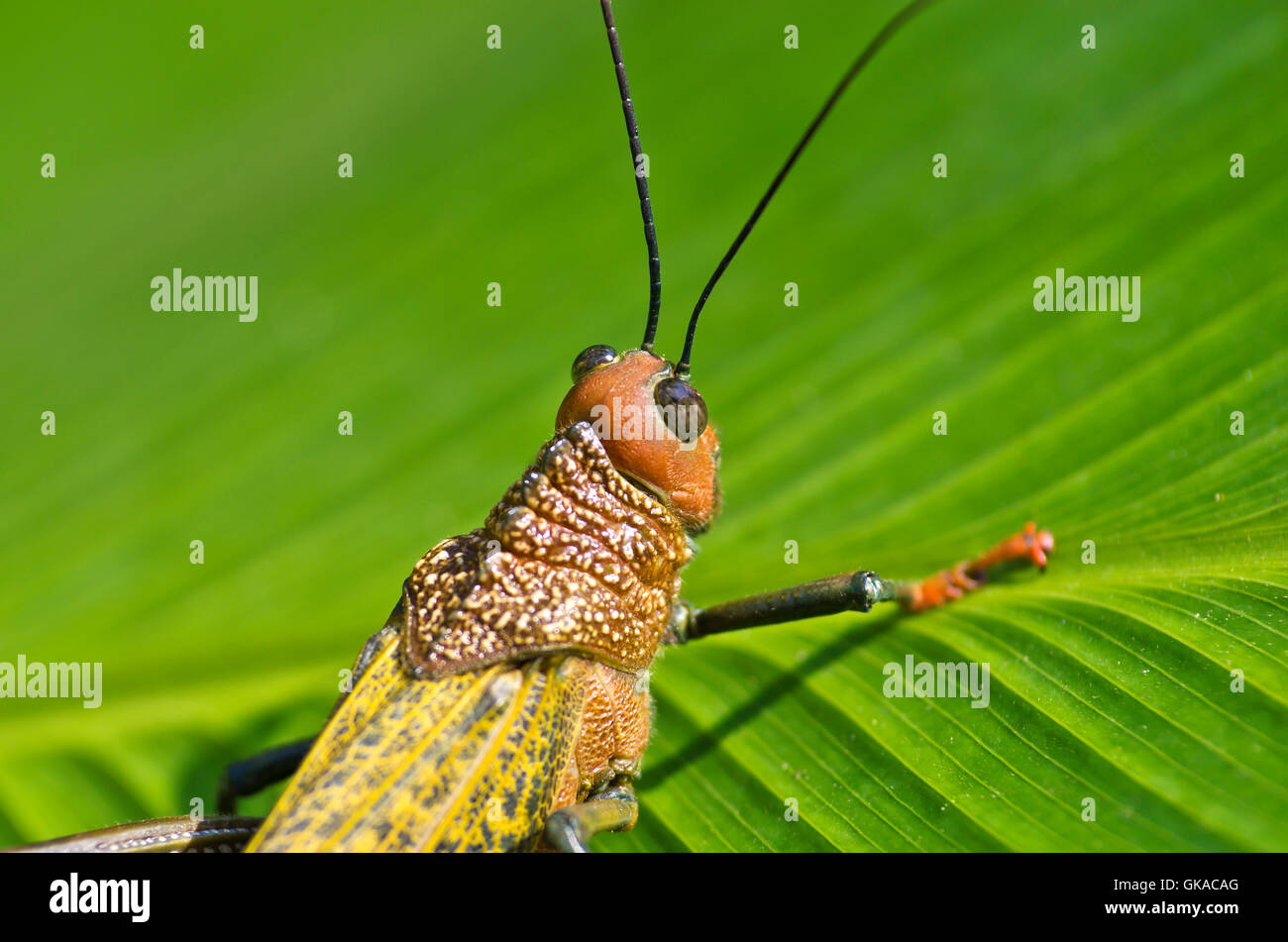 Ameca Insect insect central america grasshopper Stock Photo - Alamy